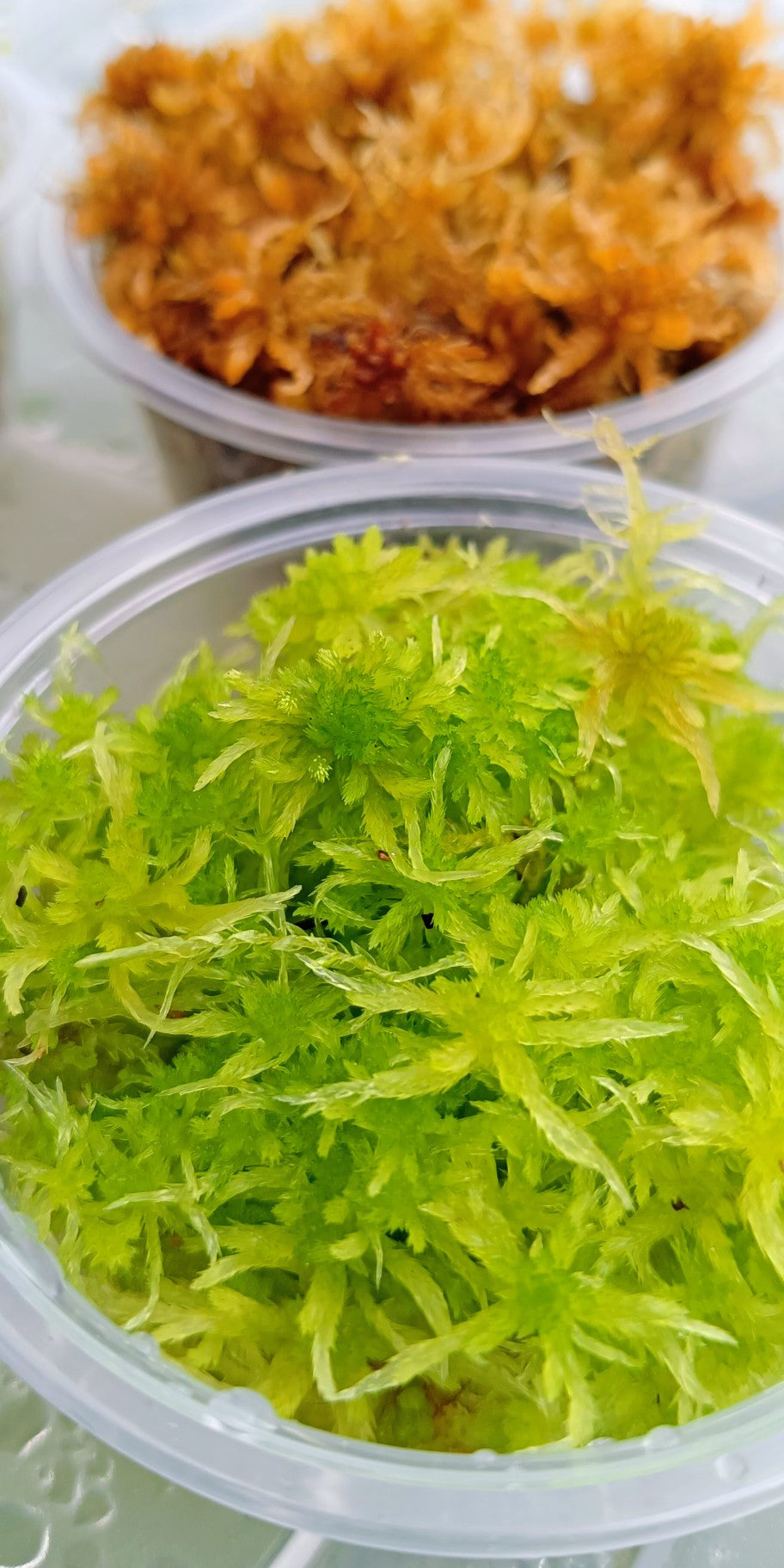 Green fresh natural living live sphagnum moss sustainable micropropogated MossBoss