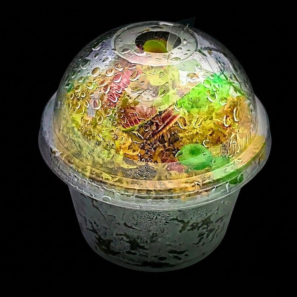 Live amber gold Sphagnum Moss nano Bogarium Venus Flytrap sustainable micropropagated MossBoss