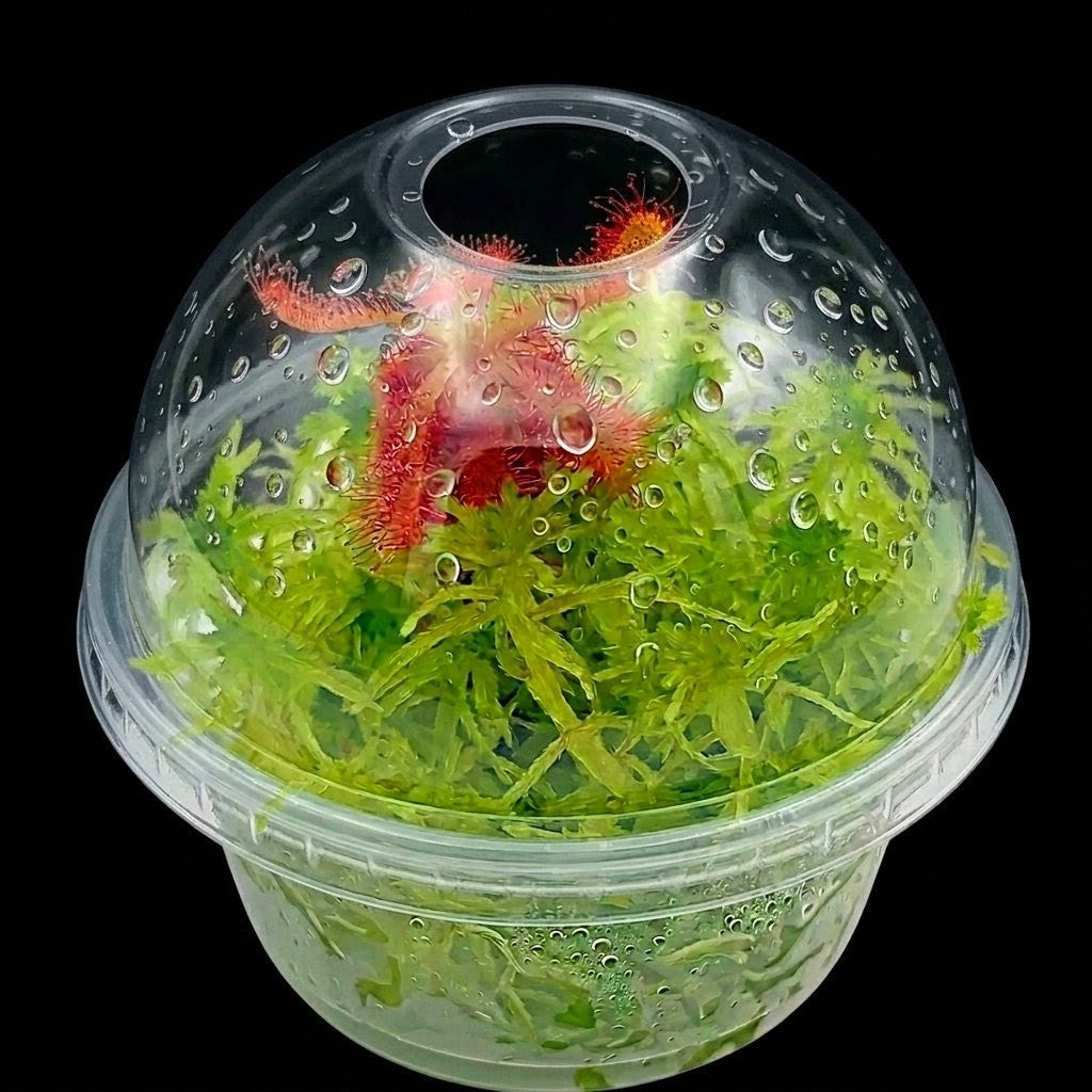 Live green Sphagnum Moss nano Bogarium Drosera Spatulata sustainable micropropagated MossBoss
