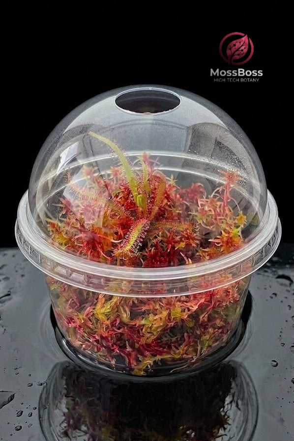 Closed mini Carnivorous Plants Terrarium with drosera Adelae,Red Live Sphagnum Moss biotope Bogarium Cápsules MossBoss