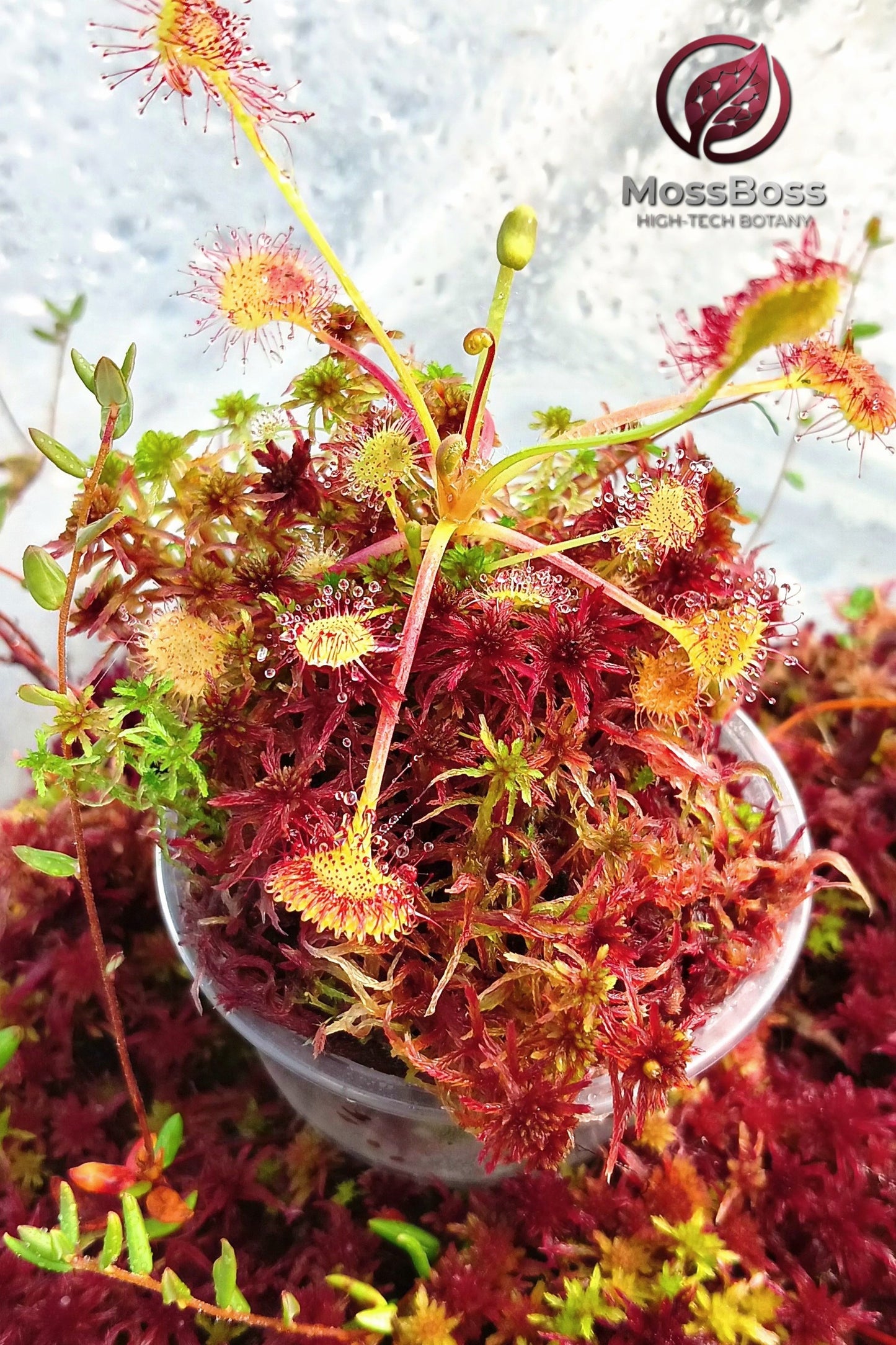 carnivorous Plants Terrarium with Drosera rotundifolia sundews featuring glistening dew drops on Fresh natural Clean live red Sphagnum Peat moss bio substrate , Sustainable Micropropagated Clean and Pest Free.