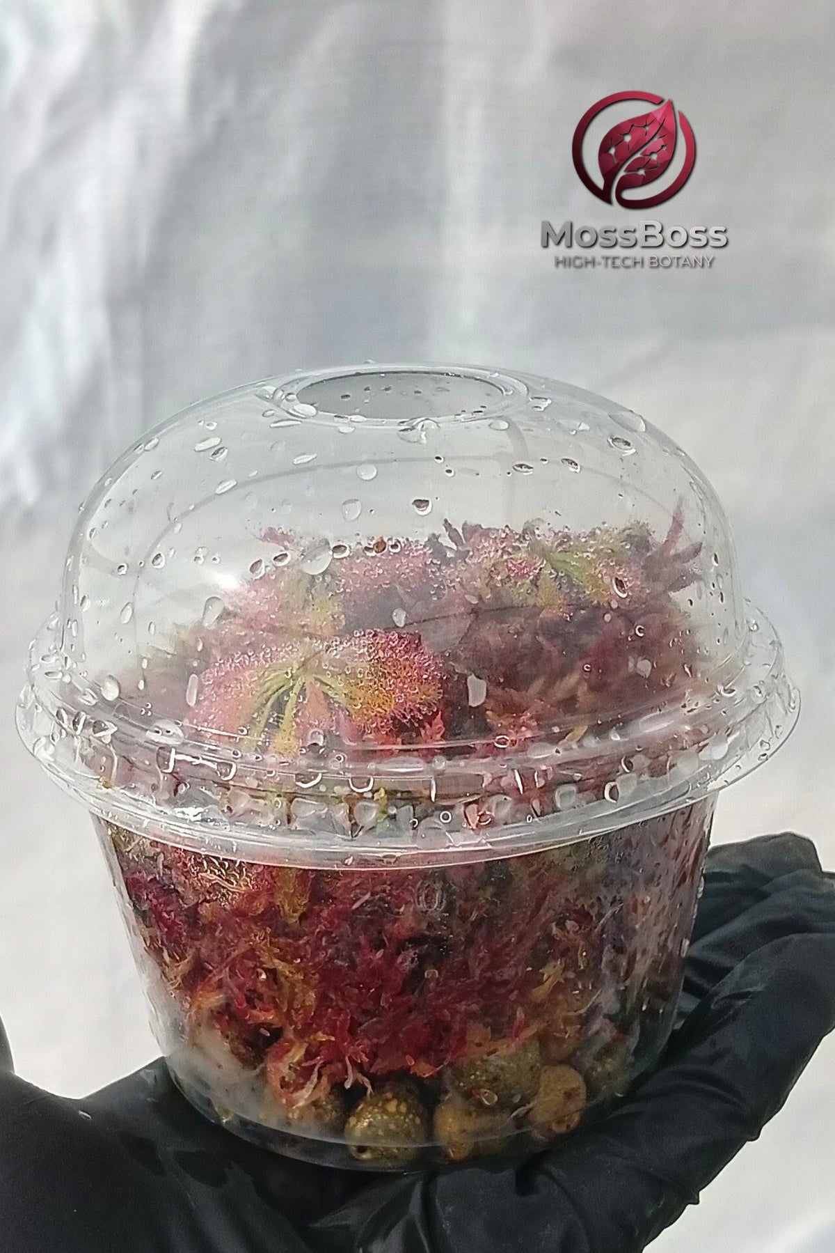 Closed Carnivorous Plants Terrarium with Drosera Spatulata and Live Red Sphagnum bog Moss,The ultimate botanical gift for rare Exotic plant collectors!