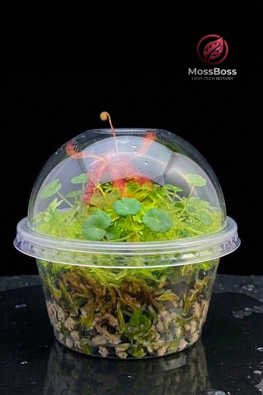An enclosed mini bog terrarium presented in a clear plastic disposable cup with a dome lid, creating a perfect humid environment. This high-tech botany kit by MossBoss contains a stunning, central red Drosera spatulata-Ultramafica carnivorous sundew, actively displaying mucilage-covered traps. The base is lush with vibrant green live sphagnum moss and multiple circular leaves of Hydrocotyle vulgaris (water pennywort), all growing in special carnivorous plant substrate with gravel. Small drops of condensatio