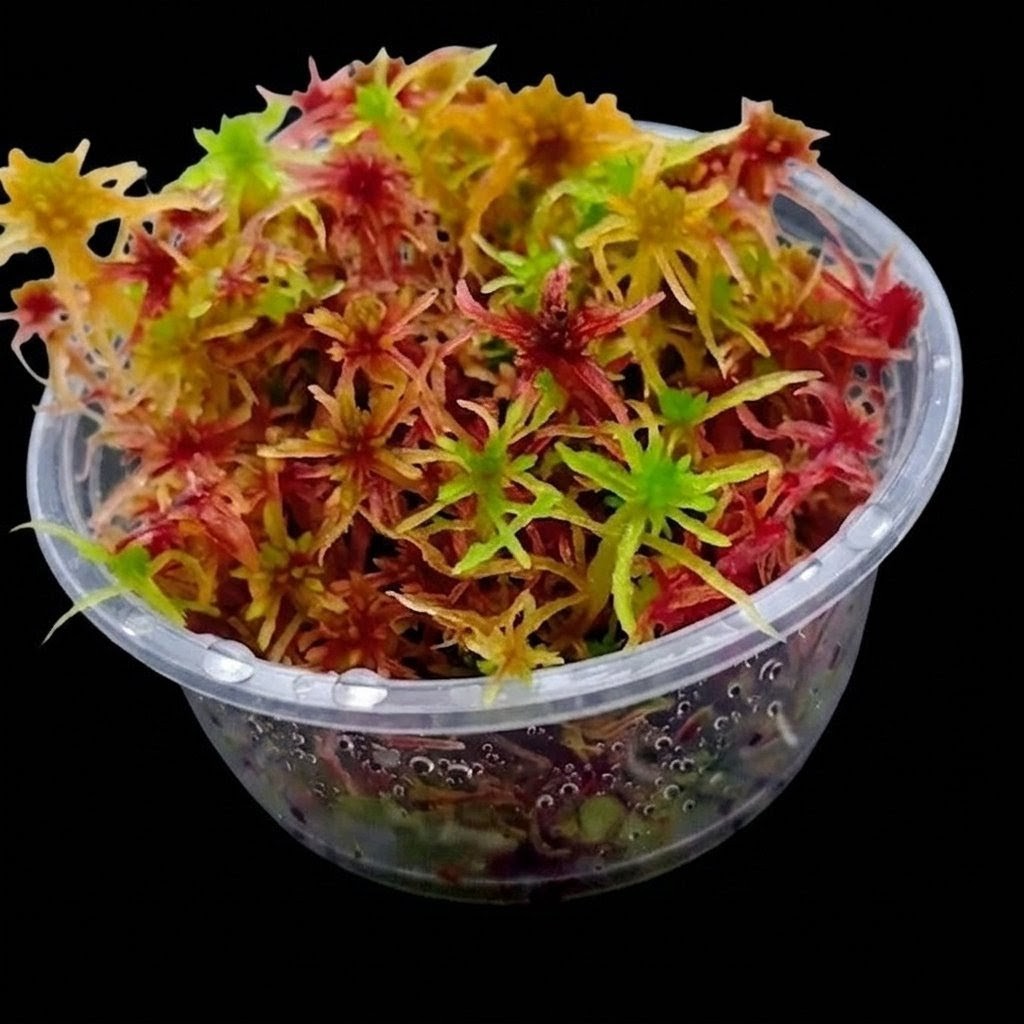 Red Yellow Green Multicolor Sustainable Micropropagated Living Sphagnum Bog Moss MossBoss