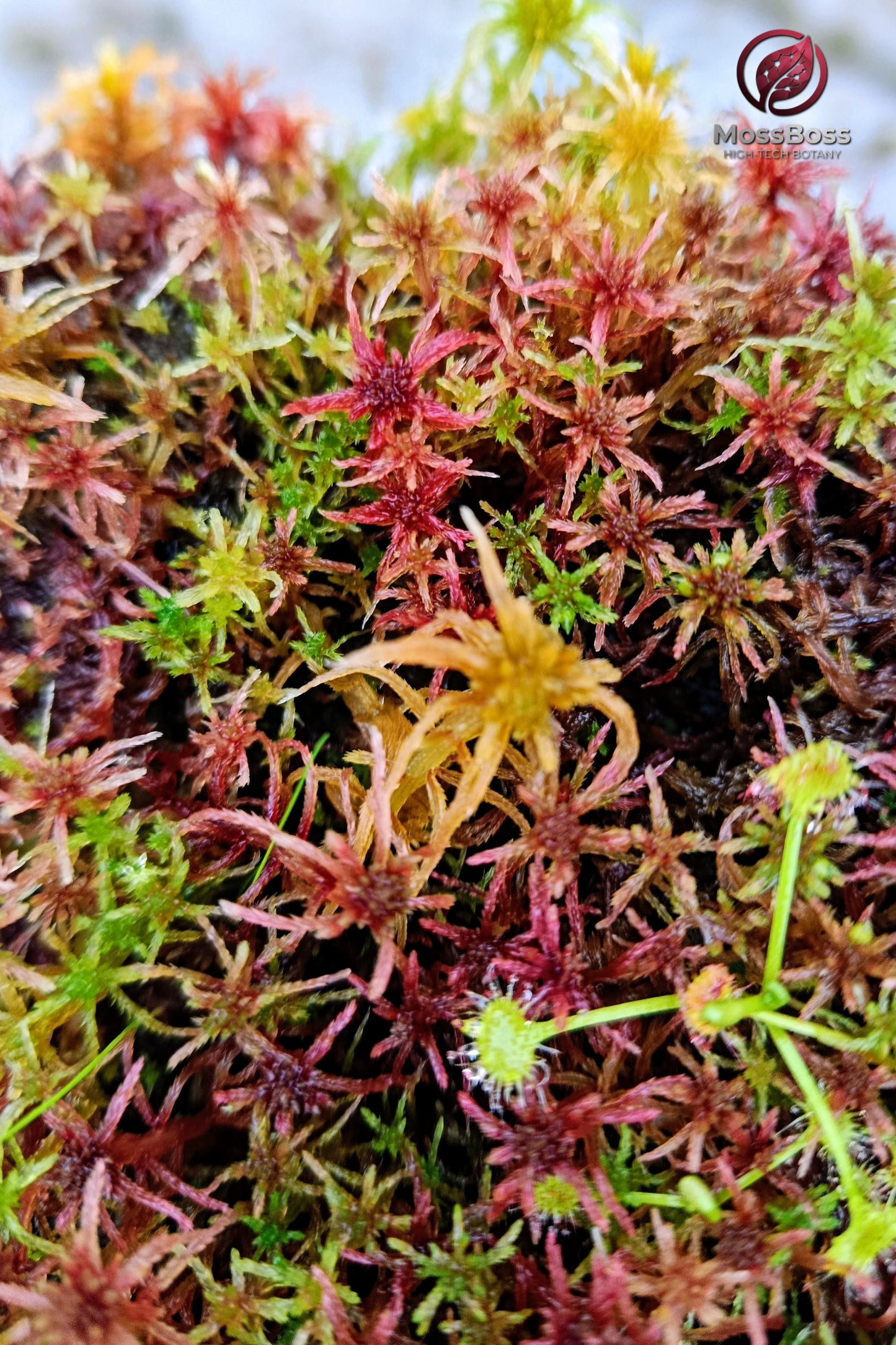 Live Sphagnum Peat Moss Red Yellow Green Multicolor Sustainable Micropropagated growing Fresh natural Clean and Pest Free best bio substrate moss Terrarium.