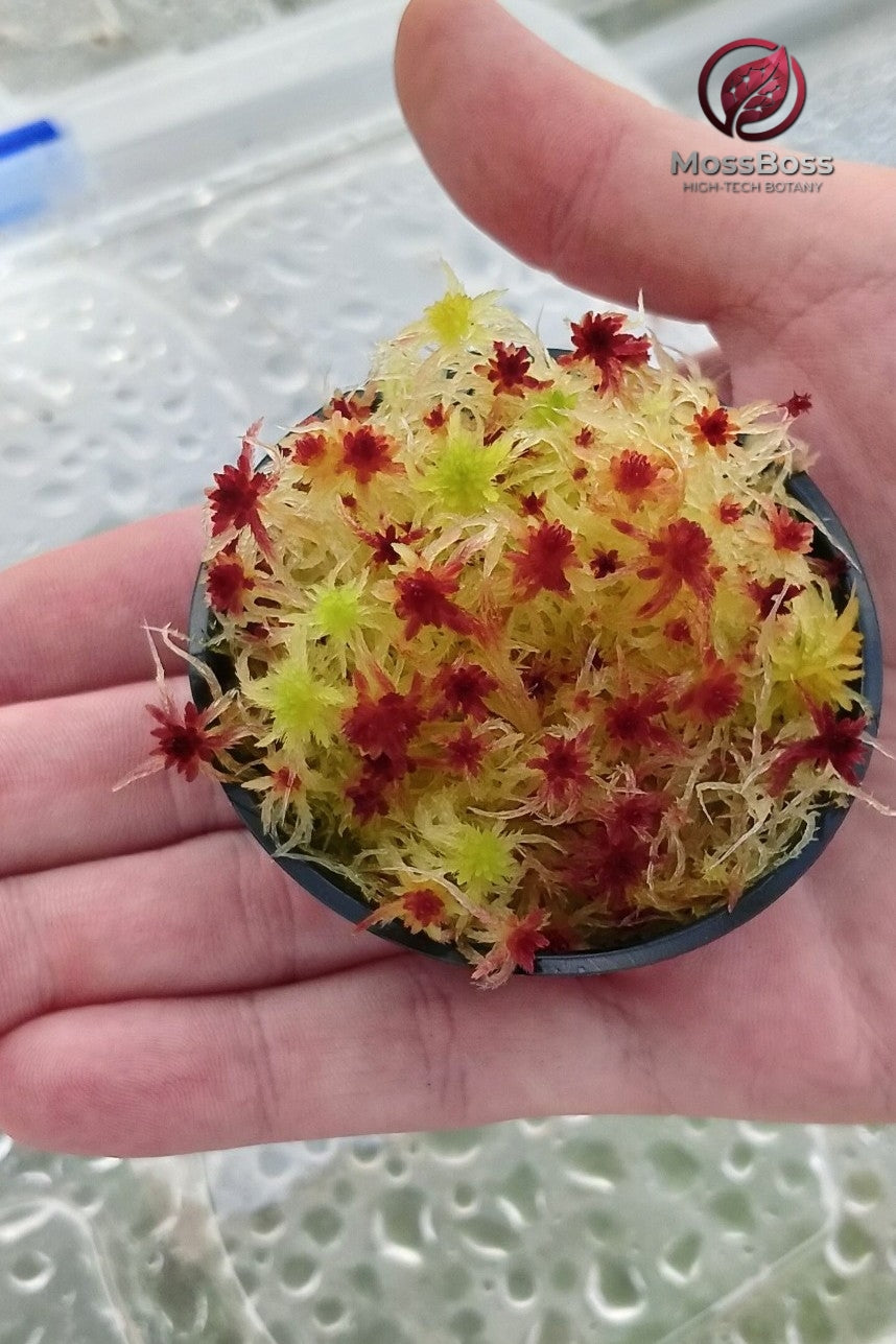 Yellow Red Living Peat Sphagnum Moss Terrarium Sustainable Micropropagated Fresh High Tech MossBoss