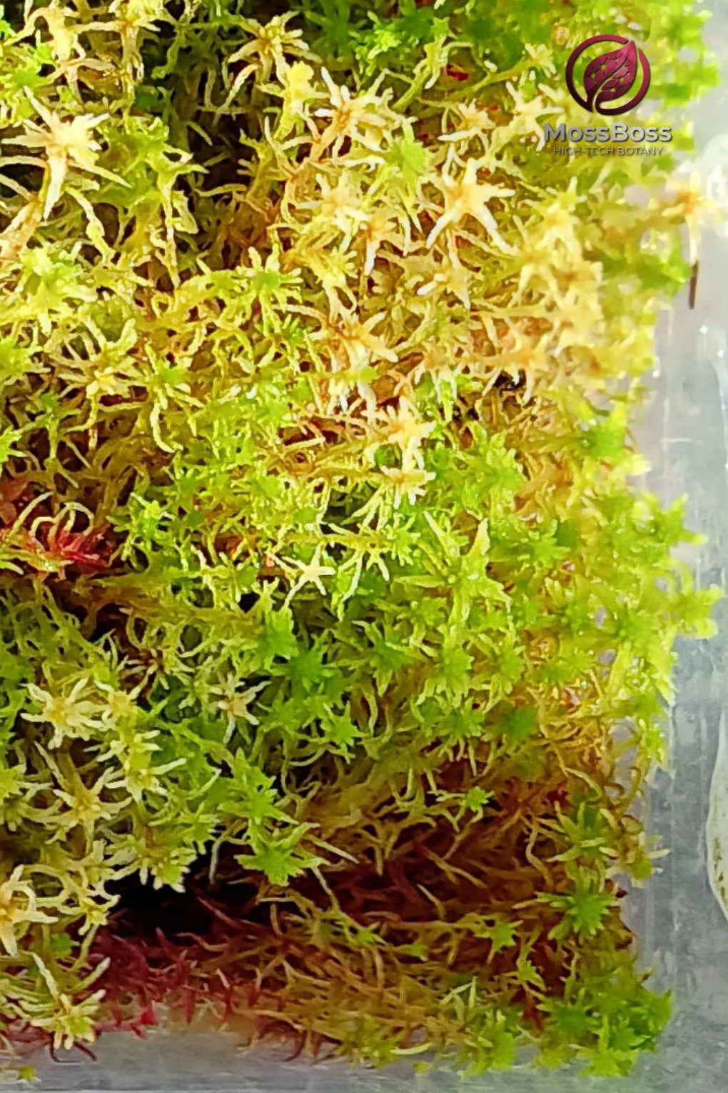 Biotope Moss-Core #010 | Live Sphagnum Moss Mix