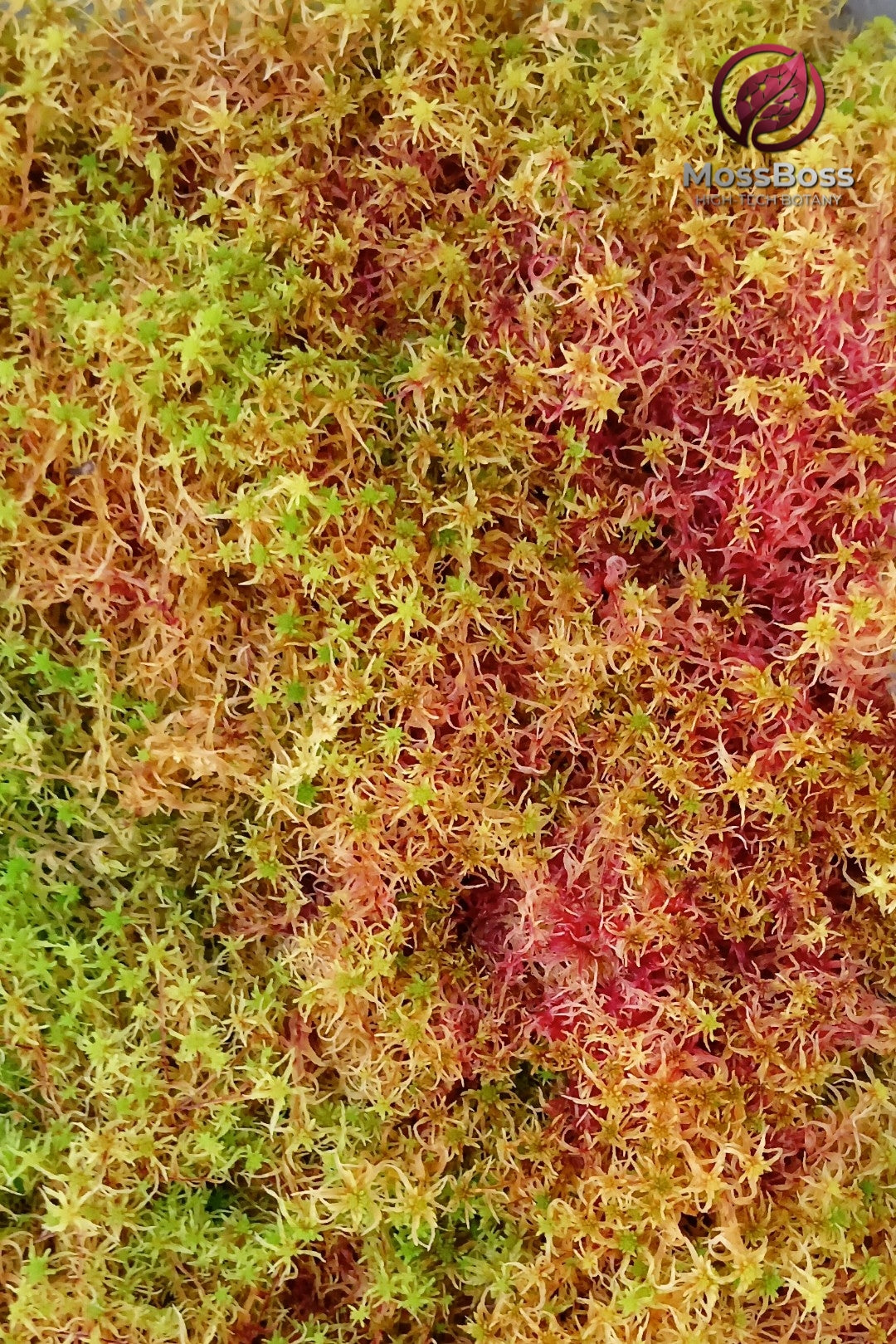 Biotope Moss-Core #008 | Live Sphagnum Moss Mix