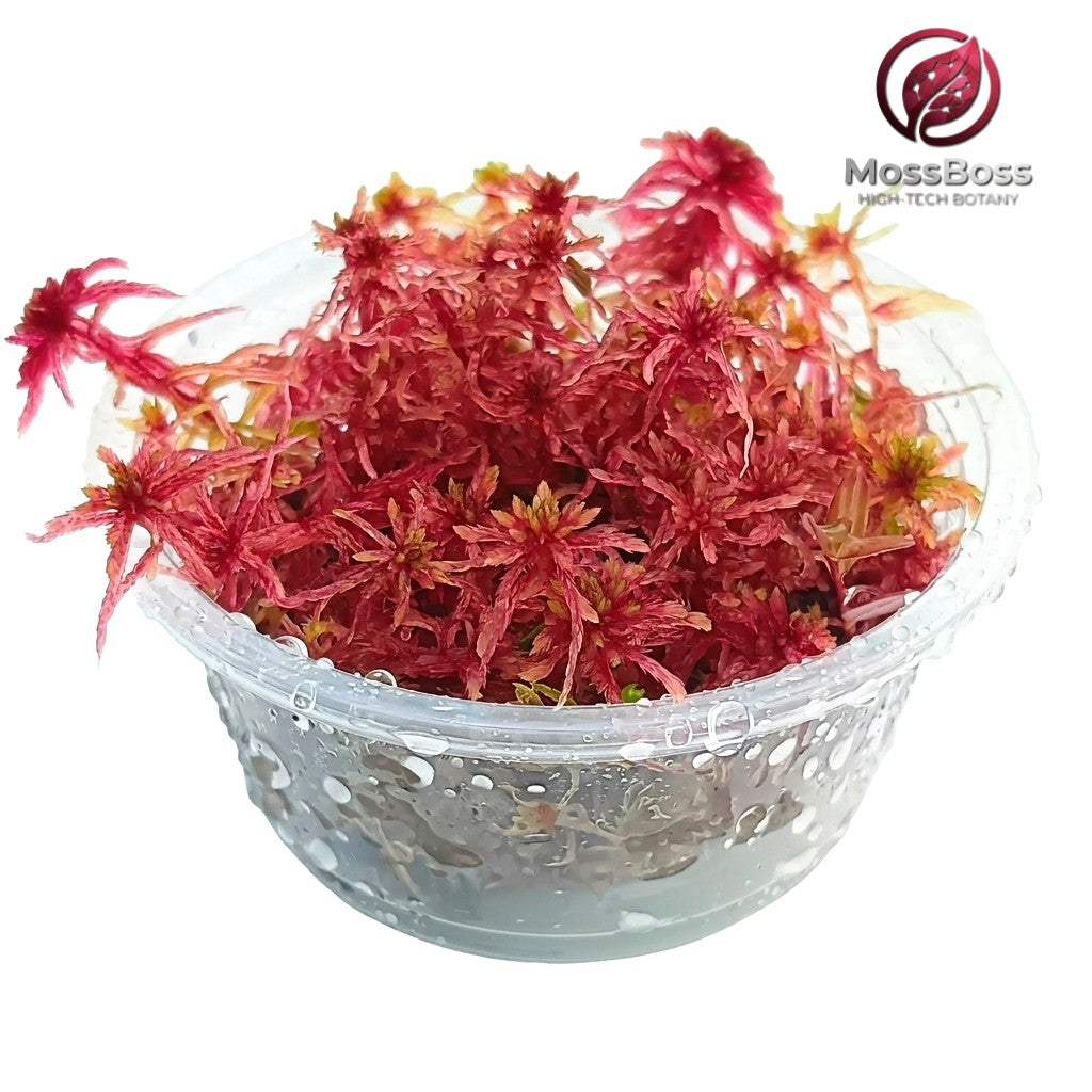Live Red Sphagnum Peat bog Moss, growing Sustainable Micropropagated Fresh natural Clean and Pest Free best bio substrate moss Terrarium.