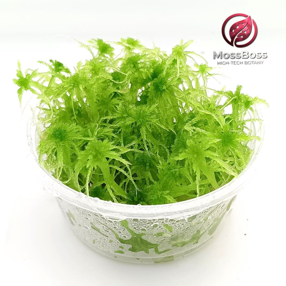 Live Sphagnum Peat Moss, Green,Fresh, natural, growing Clean and Pest Free, Sustainable, Micropropagated,best bio substrate moss Terrarium.