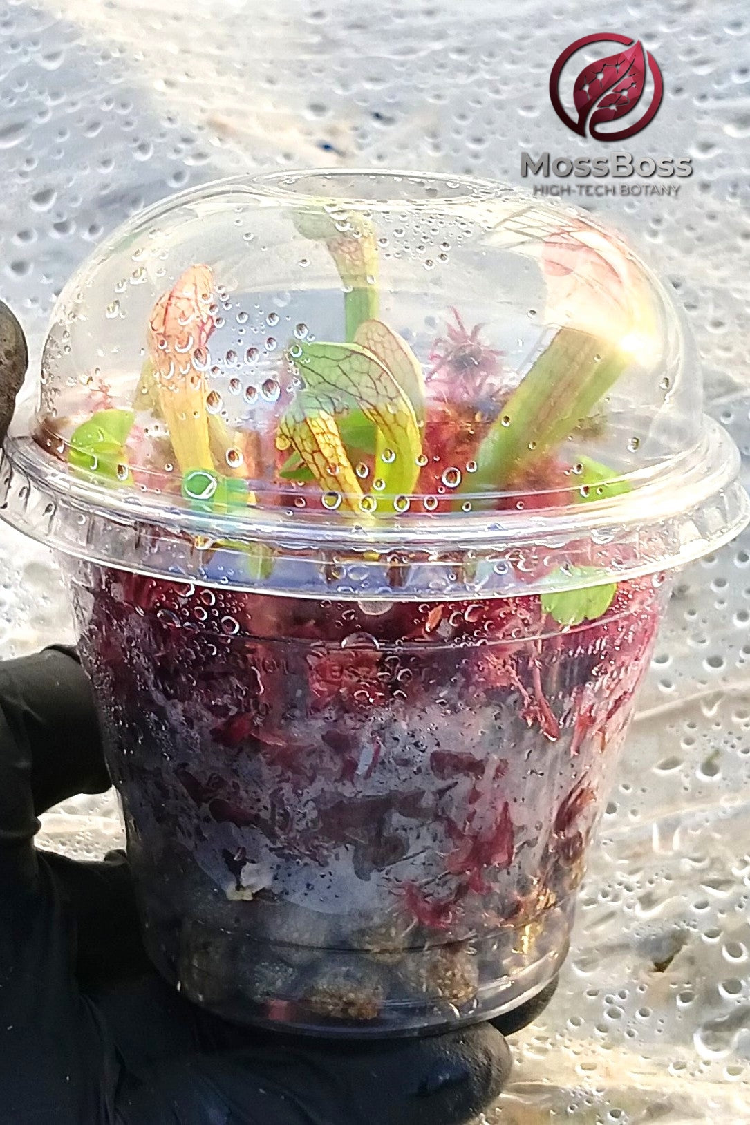 Closed mini bog Terrarium with Fresh Red Live Sphagnum bog Moss Clean Pest Free bio substrate and Carnivorous Plants sarracenia Scarlet Belle MossBoss