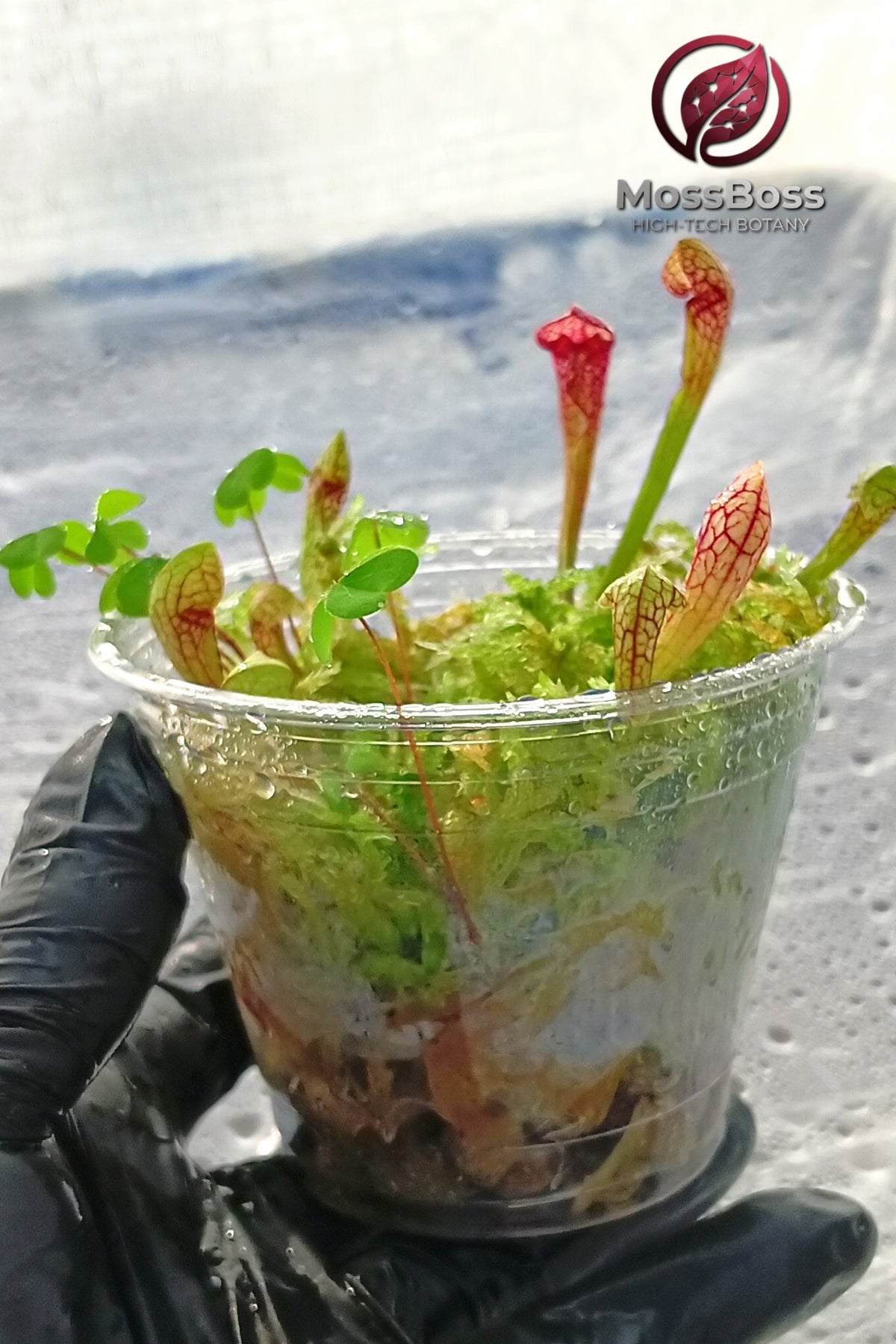 Bogarium mini bog Terrarium gift with Carnivorous Plants sarracenia Scarlet Belle and Fresh natural Live Sphagnum bog Moss Clean and Pest Free bio substrate MossBoss