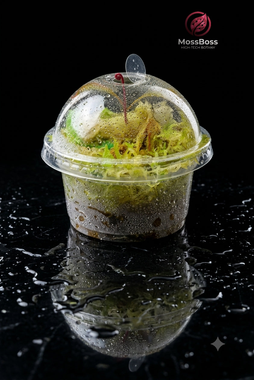 Carnivorous Plants mini closed bog Terrarium with Drosera Adelae and Fresh natural Yellow sphagnum Moss Sustainable Micropropagated MossBoss