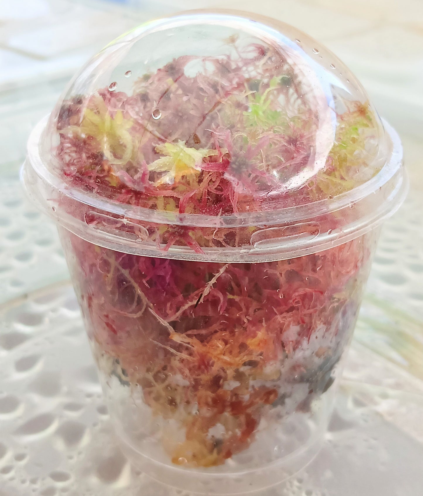 Musgo sphagnum vivo rojo- amarillo SUSTAINABLE MICROPROPAGATED