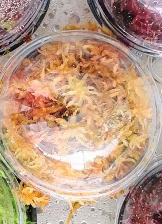 Musgo sphagnum vivo natural amarillo SUSTAINABLE MICROPROPAGATED