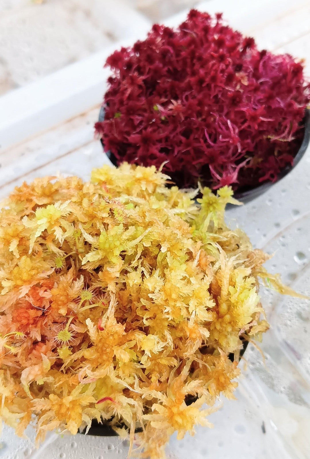 Lote 4 Musgos Sphagnum vivo rojo amarillo verde rose colores SUSTAINABLE MICROPROPAGATED