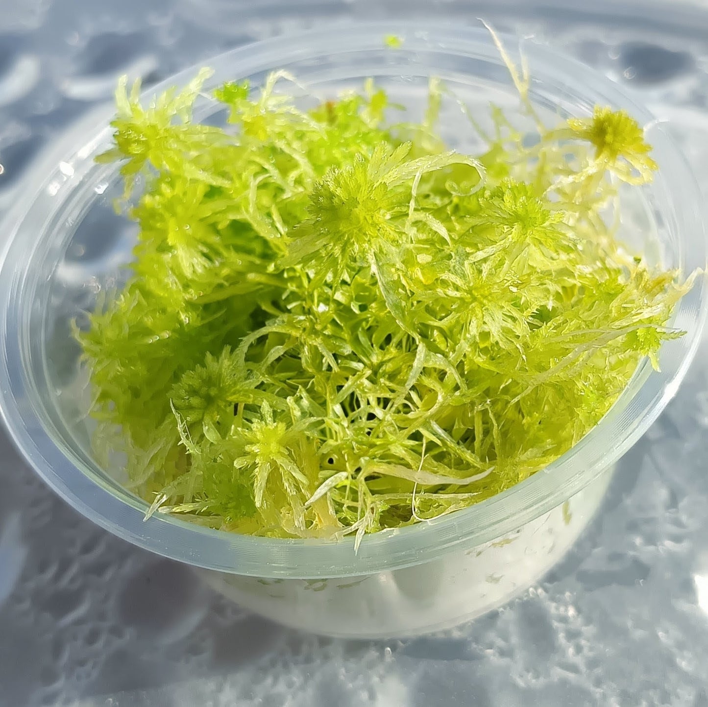 Live Green sphagnum Moss MossBoss
