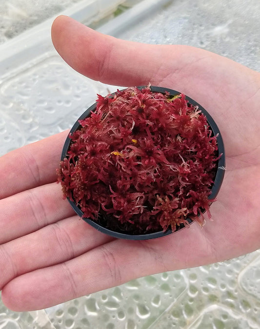 Musgo sphagnum vivo natural rojo SUSTAINABLE MICROPROPAGATED