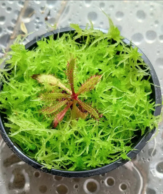 Drosera Adelae planta carnivora terrario con musgo sphagnum vivo natural verde