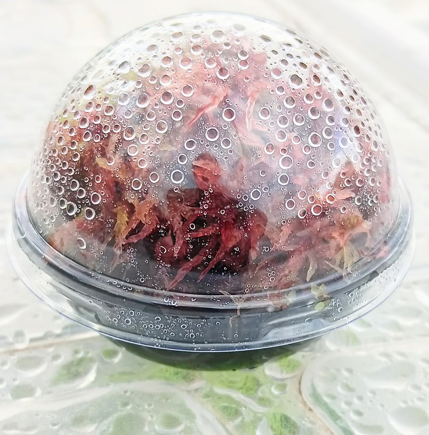 Musgo sphagnum vivo natural rojo SUSTAINABLE MICROPROPAGATED