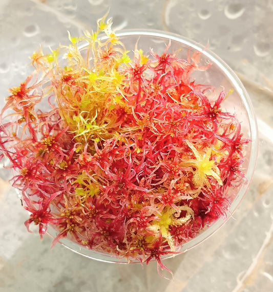 Musgo sphagnum vivo rojo- amarillo SUSTAINABLE MICROPROPAGATED