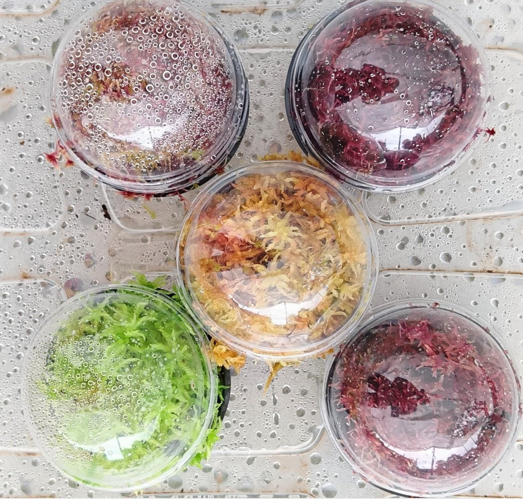 Lote 5 especies musgo sphagnum vivo natural rojo verde amarillo colores SUSTAINABLE MICROPROPAGATED