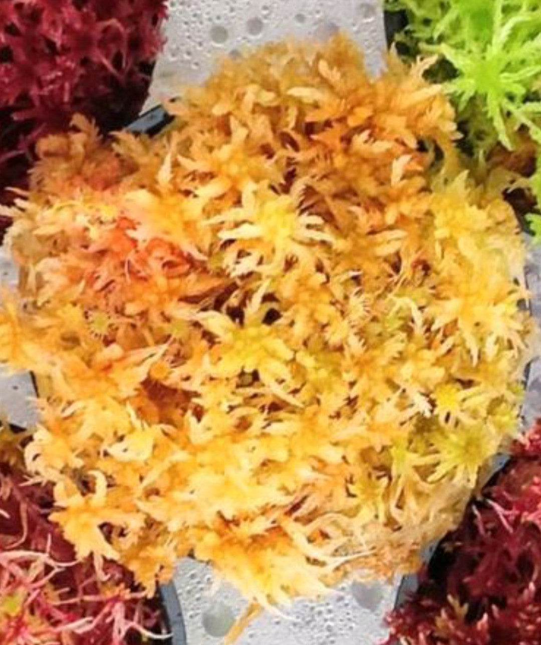 Musgo sphagnum vivo natural amarillo SUSTAINABLE MICROPROPAGATED