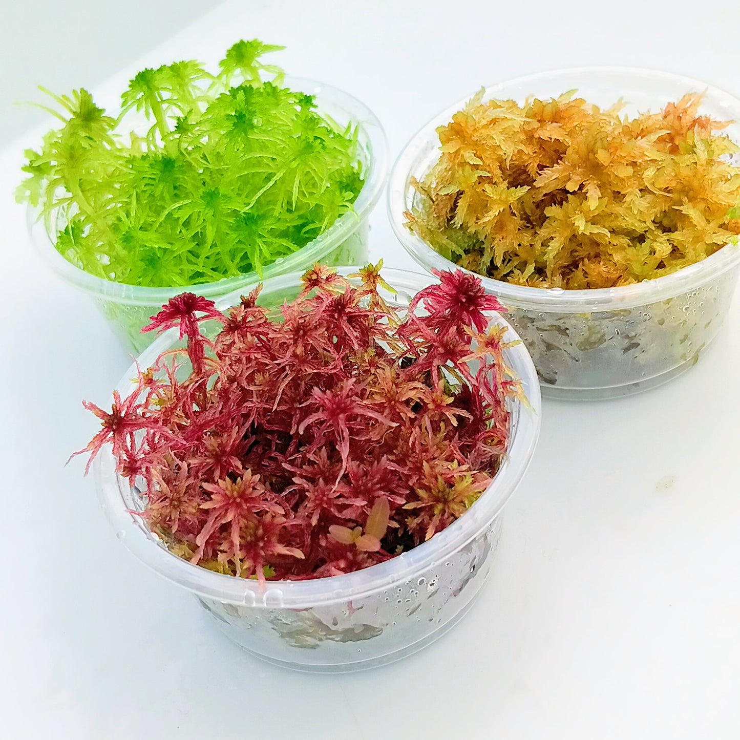Red Yellow Green Live Sphagnum Moss Sustainable Micropropagated MossBoss