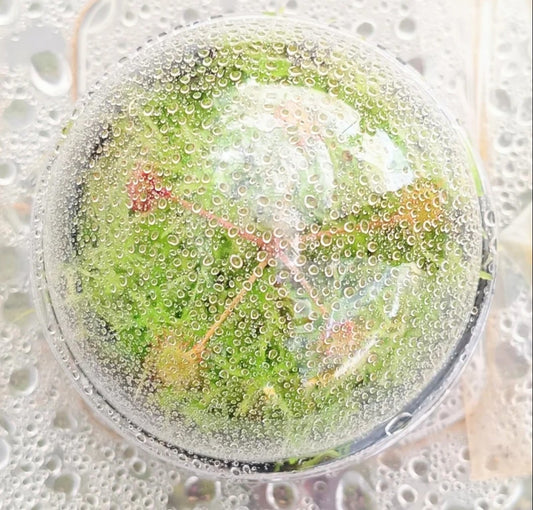 Drosera Rotundifolia planta carnívora Terrario con musgo sphagnum vivo natural verde