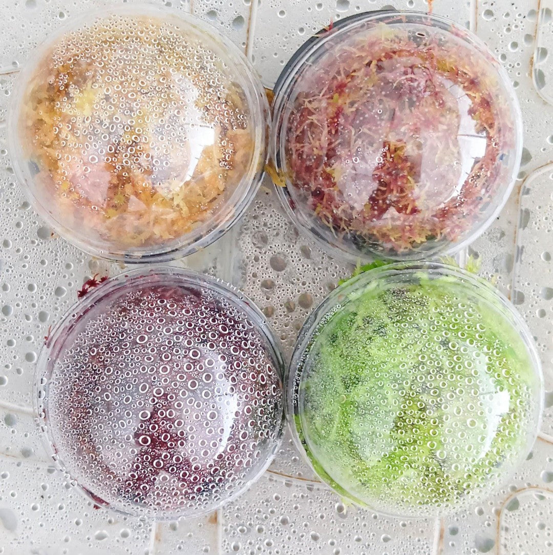 Lote 4 Musgos Sphagnum vivo rojo amarillo verde rose colores SUSTAINABLE MICROPROPAGATED