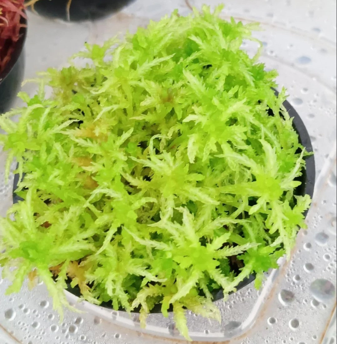 Lote 5 especies musgo sphagnum vivo natural rojo verde amarillo colores SUSTAINABLE MICROPROPAGATED