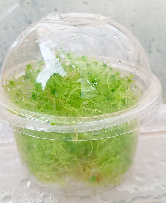 Musgo sphagnum vivo natural verde SUSTAINABLE MICROPROPAGATED