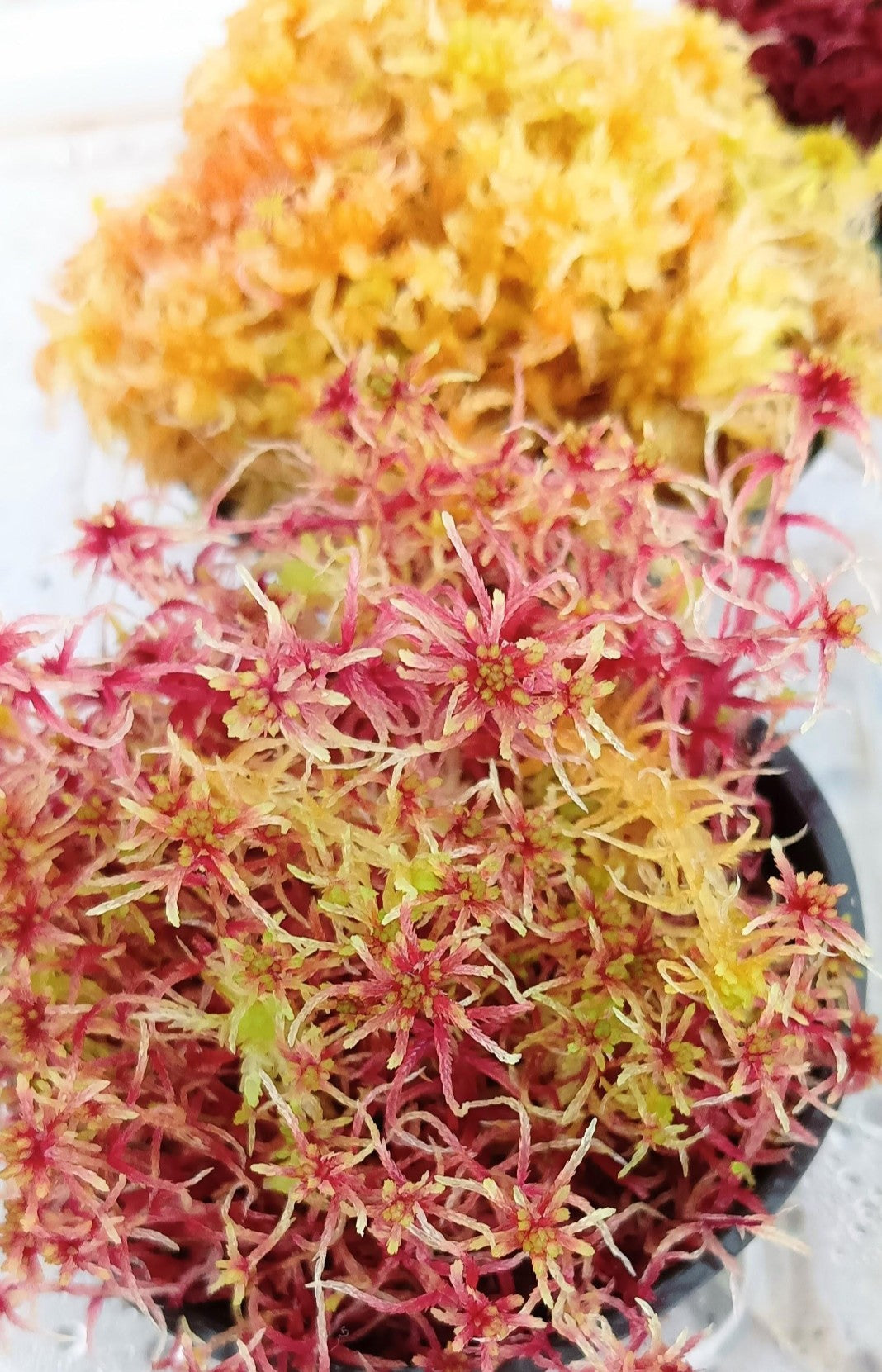 Lote 4 Musgos Sphagnum vivo rojo amarillo verde rose colores SUSTAINABLE MICROPROPAGATED