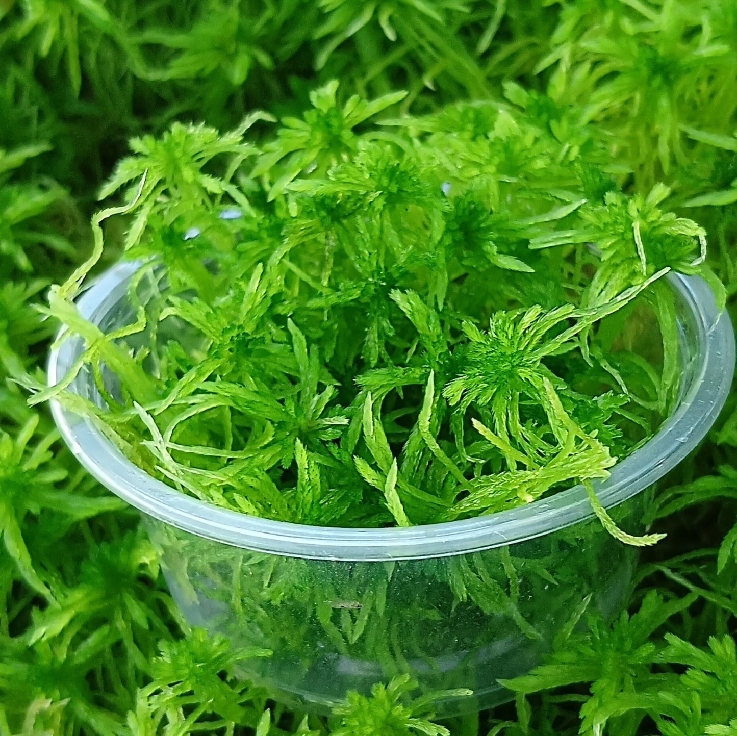 Top-down close-up view of a pot overflowing with lush, healthy, star-shaped Emerald Green Live Sphagnum moss, grown in controlled conditions MossBoss