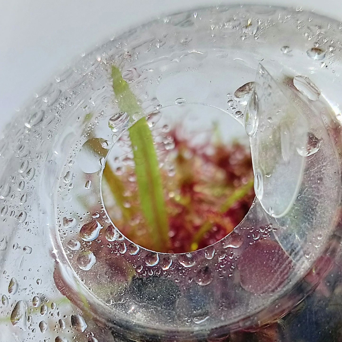 Live Red Sphagnum Moss Sustainable Micropropagated MossBoss Terrarium Vivarium Mossarium Paludarium Carnivorous Plants Drosera Adelae