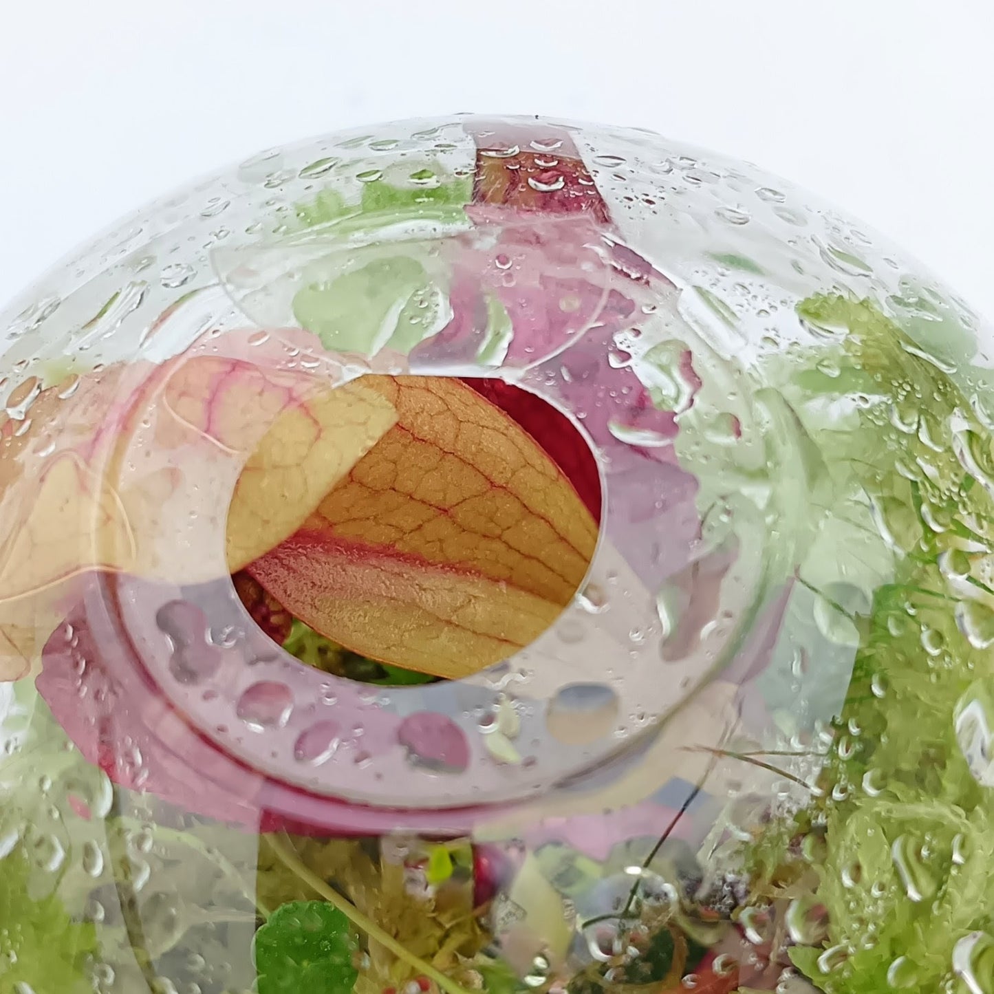 Nano Bogarium Cápsulas mini Terrarium bog Carnivorous Plants sarracenia purpurea live Sphagnum Moss Green MossBoss