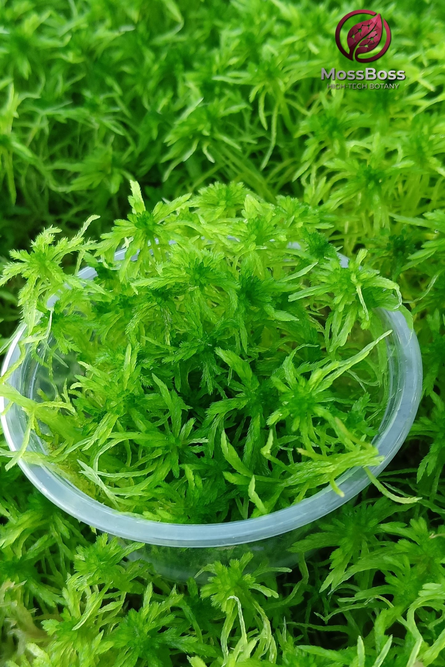 Bioactive Sphagnum moss promoting clean root development on delicate rare houseplant