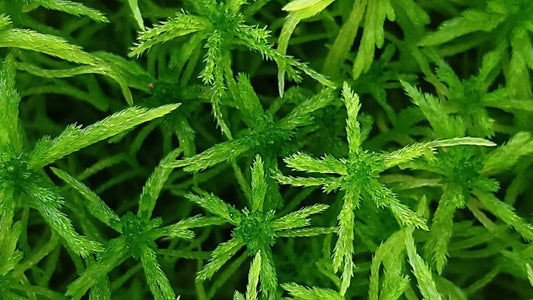 Live Green Sphagnum Peat Moss Sustainable Micropropagated Clean and Pest Free best substrate 