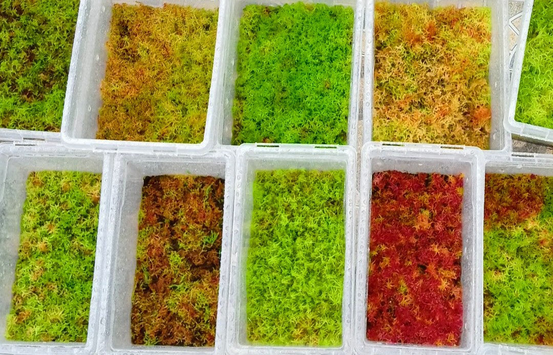 Live sphagnum moss growing in a terrarium — MossBoss high-tech cultivation