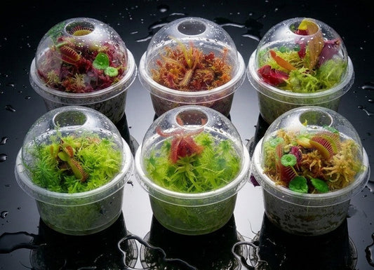 Bogarium Biotope Cápsules Carnivorous Plants mini bog Terrarium Live Sphagnum Moss Red Yellow Green Multicolor Sustainable Micropropagated MossBoss 