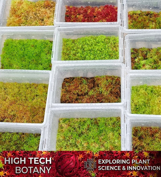 Live Sphagnum Moss Sustainable Micropropagated Fresh natural Red Yellow Green Multicolor MossBoss 
