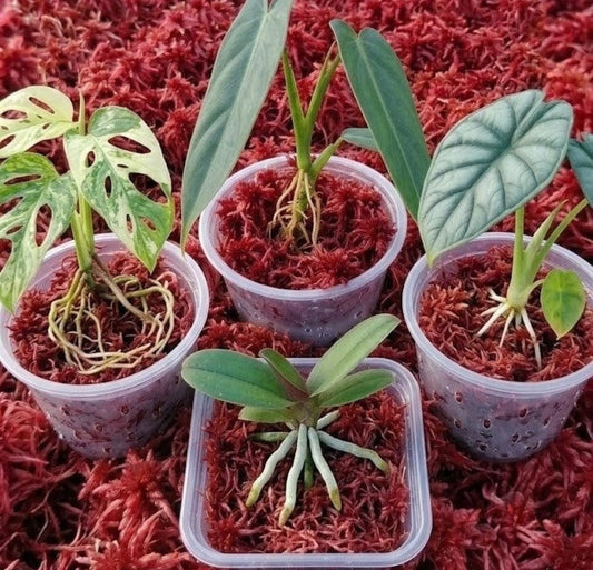 Four clear propagation cups showing healthy roots on rare plant cuttings: Monstera adansonii variegated, Anthurium, Alocasia, and Phalaenopsis orchid, all growing in bioactive red Live Sphagnum Moss.