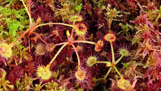 Carnivorous Plants moss Terrarium with Drosera Sundew Rotundifolia and Red Live Sphagnum Moss 