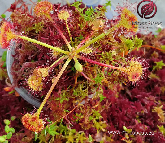 Carnivorous Plants Terrarium with Sundew Drosera Rotundifolia and Fresh natural Clean Pest Free Red Live Sphagnum Peat Moss Sustainable Micropropagated best substrate MossBoss 