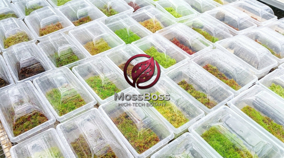 Grow Fresh natural Live Sphagnum bog Moss Red Yellow Green Multicolor Sustainable Micropropagated Clean and Pest Free best bio substrate for Closed Terrariums.