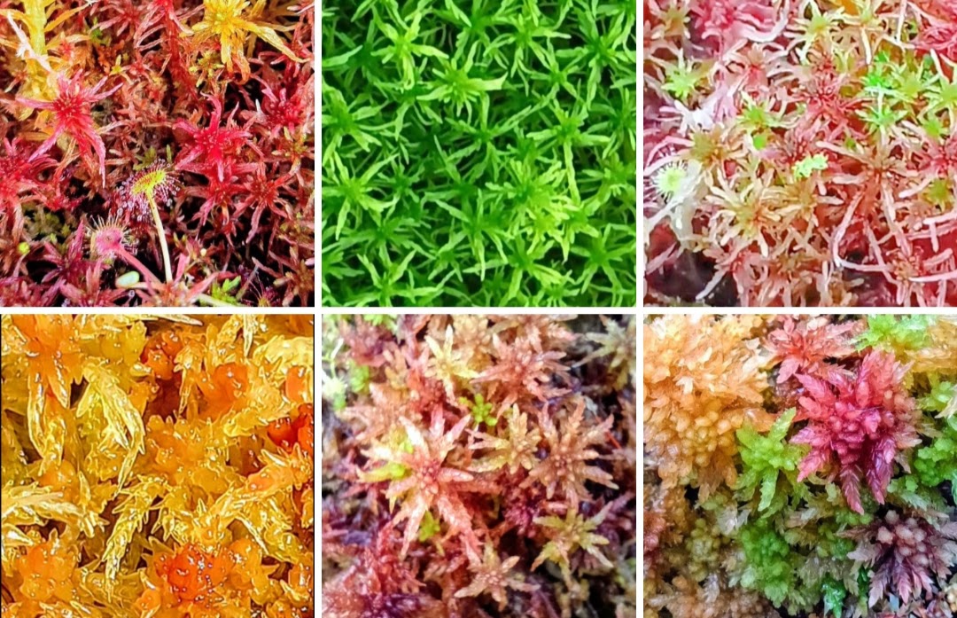 Red Yellow Green Multicolor Live Sphagnum Moss Sustainable Micropropagated MossBoss 
