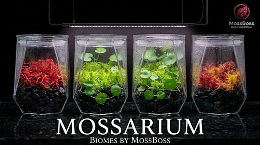 Mossarium setup with Fresh natural Clean and Pest Free Live Sphagnum Peat bog Moss Red Yellow Green Multicolor Sustainable Micropropagated Moss Terrarium DIY MossBoss 