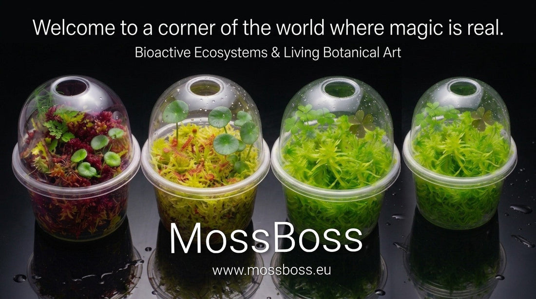Closed Moss mini bog Terrarium with Fresh natural real Live Sphagnum bog Moss Sustainable Micropropagated Clean and Pest Free best bio substrate for Oxalis Corniculata and Hydrocolyte Vulgaris Mossarium, Bogarium 