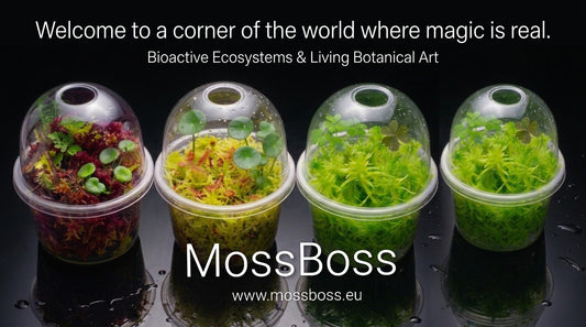 Closed Moss mini bog Terrarium with Fresh natural real Live Sphagnum bog Moss Sustainable Micropropagated Clean and Pest Free best bio substrate for Oxalis Corniculata and Hydrocolyte Vulgaris Mossarium, Bogarium 