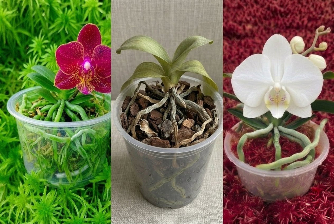 Orchid root rescue with live sphagnum moss - MossBoss humidity dome protocol